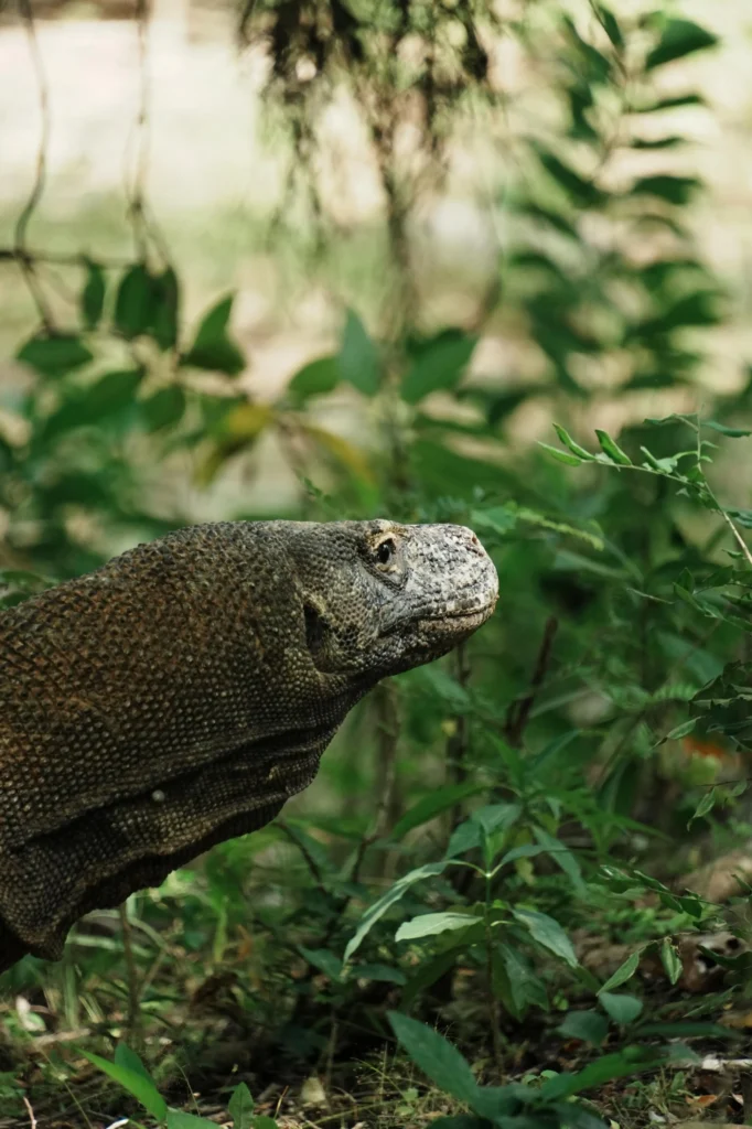 Komodo Dragond